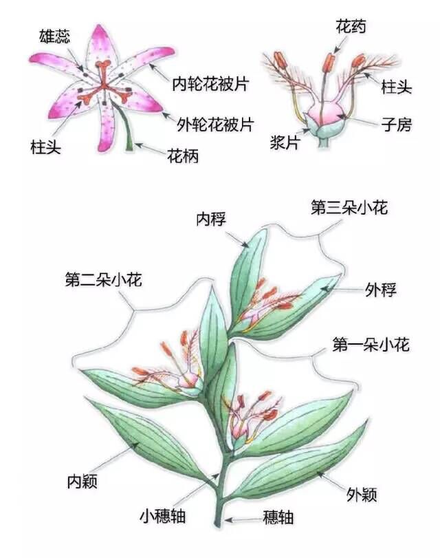 单子叶植物的花.jpg