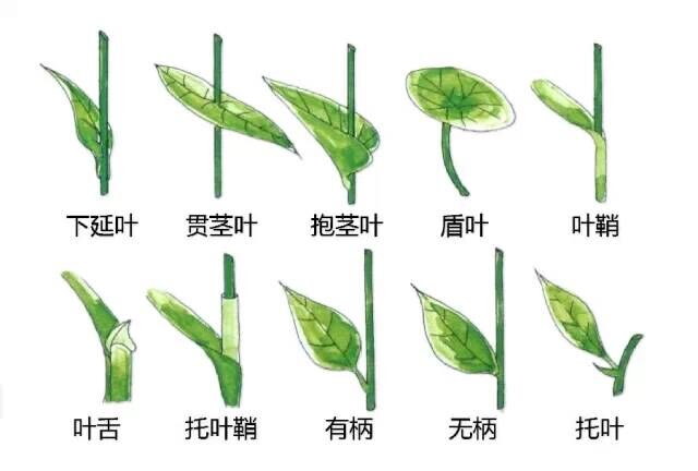 叶与茎的形态.jpg